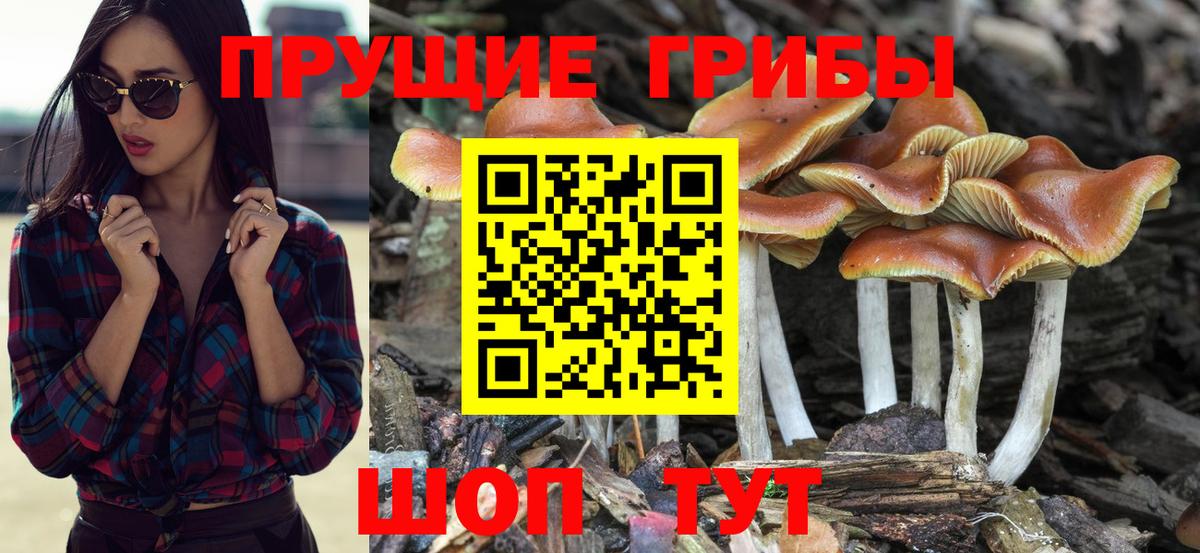 Галлюциногенные грибы Cubensis  Вход с VPN  Тула 